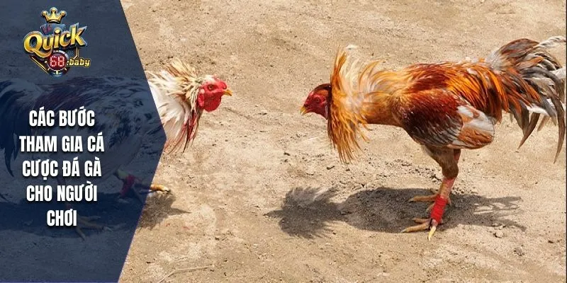 Các bước tham gia cá cược đá gà Campuchia cho người chơi