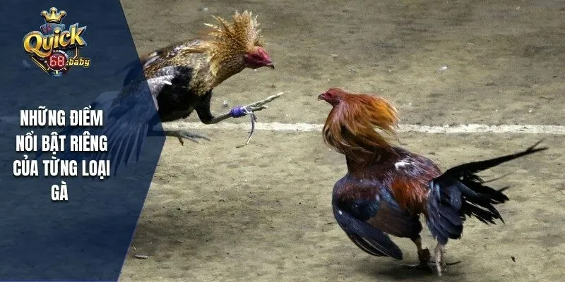 Những điểm nổi bật riêng của từng loại gà 