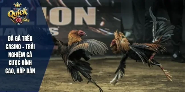 Đá gà trên casino